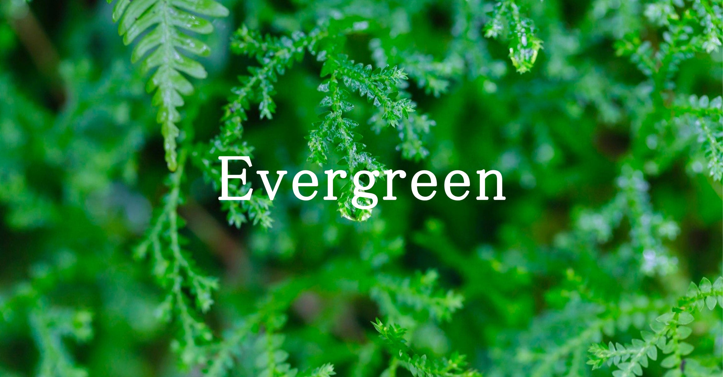 Evergreen